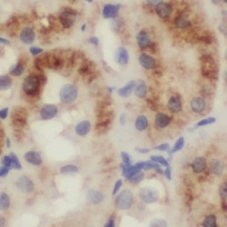 Probable Gluconokinase (IDNK) Antibody