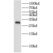 WB analysis of human testis tissue, using IDNK antibody (1/300 dilution).