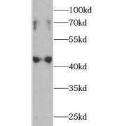 WB analysis of HeLa cells, using IDO1 antibody (1/2000 dilution).