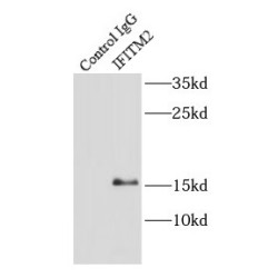 Interferon Induced Transmembrane Protein 2 (IFITM2) Antibody