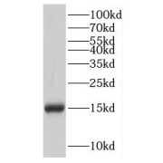 WB analysis of MCF-7 cells, using IFITM2 antibody (1/2000 dilution).