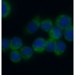 Interferon-Induced Transmembrane Protein 3 (IFITM3) Antibody