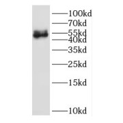 WB analysis of HeLa cells, using IFRD2 antibody (1/600 dilution).