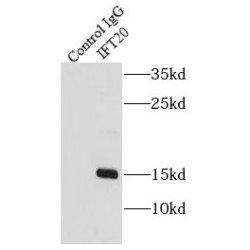 Intraflagellar Transport Protein 20 Homolog (IFT20) Antibody