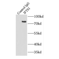 Intraflagellar Transport Protein 81 Homolog (IFT81) Antibody