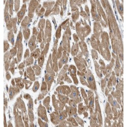 Intraflagellar Transport Protein 88 Homolog (IFT88) Antibody