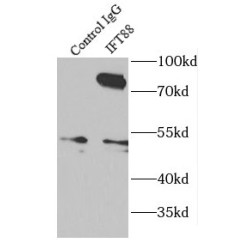 Intraflagellar Transport Protein 88 Homolog (IFT88) Antibody