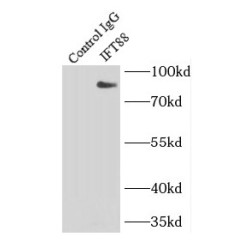 Intraflagellar Transport Protein 88 Homolog (IFT88) Antibody