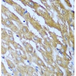 Insulin Like Growth Factor 2 mRNA Binding Protein 3 (IGF2BP3) Antibody