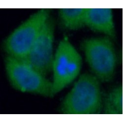 IkB Alpha (IKBA) Antibody