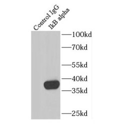 IkB Alpha (IKBA) Antibody