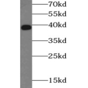 WB analysis of HL-60 cells, using NFKBIA antibody (1/500 dilution).