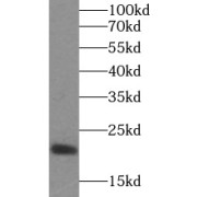 WB analysis of Recombinant protein, using IL-10 antibody (1/5000 dilution).