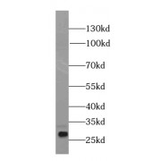 WB analysis of Recombinant protein, using IL-17D antibody (1/20000 dilution).