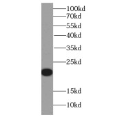 WB analysis of Recombinant protein, using IL19 antibody (1/10000 dilution).