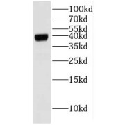 WB analysis of 3T3-L1 cells, using IMPAD1 antibody (1/300 dilution).