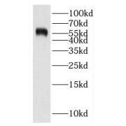 WB analysis of HeLa cells, using IMPDH1 antibody (1/2000 dilution).