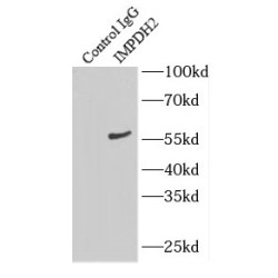 Inosine 5'-Monophosphate Dehydrogenase 2 (IMPDH2) Antibody