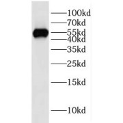 WB analysis of human heart tissue, using IMPDH2 antibody (1/400 dilution).