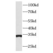 WB analysis of HEK-293 cells, using ING2 antibody (1/400 dilution).