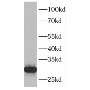 WB analysis of HeLa cells, using ING4 antibody (1/1000 dilution).