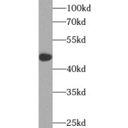 WB analysis of HepG2 cells, using INHBA antibody (1/1000 dilution).