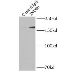 DNA Helicase INO80 (INO80) Antibody