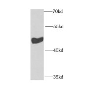 WB analysis of HEK-293 cells, using INPP5K antibody (1/1000 dilution).