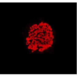 INS (Insulin) Antibody