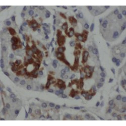 INS (Insulin) Antibody