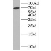 WB analysis of mouse spleen tissue, using INT11 antibody (1/300 dilution).