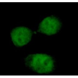 Integrator Complex Subunit 8 (INTS8) Antibody