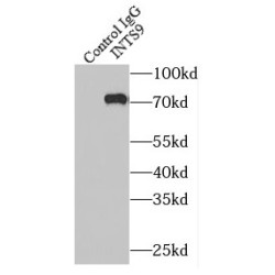 Integrator Complex Subunit 9 (INTS9) Antibody