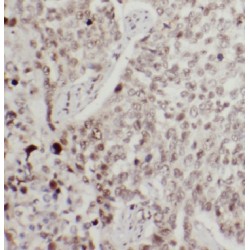 Importin 11 (IPO11) Antibody