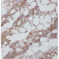 Importin 4 (IPO4) Antibody