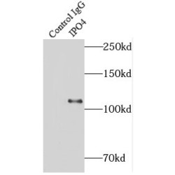 Importin 4 (IPO4) Antibody