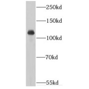 WB analysis of HeLa cells, using IPO4 antibody (1/500 dilution).