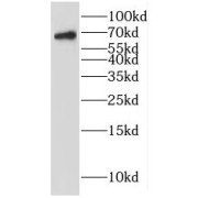 WB analysis of HeLa cells, using IRF2BP1 antibody (1/800 dilution).