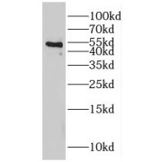 WB analysis of Raji cells, using IRF8 antibody (1/1000 dilution).