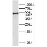 WB analysis of mouse heart tissue, using IRF9 antibody (1/500 dilution).