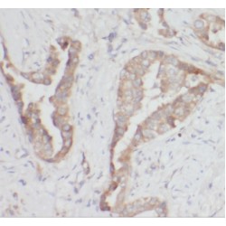 Iron-Sulfur Cluster Assembly Enzyme ISCU, Mitochondrial (ISCU) Antibody