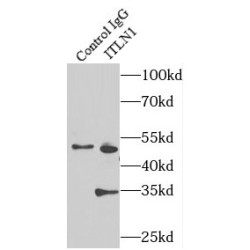 Intelectin 1/Omentin (ITLN1) Antibody