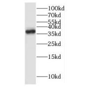 WB analysis of mouse colon tissue, using ITLN1 antibody (1/300 dilution).