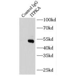 Inositol-Trisphosphate 3-Kinase A (ITPKA) Antibody