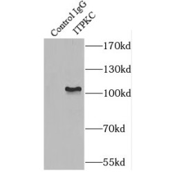 Inositol-Trisphosphate 3-Kinase C (ITPKC) Antibody