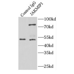 Janus Kinase And Microtubule Interacting Protein 1 (JAKMIP1) Antibody