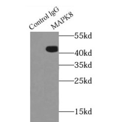 JNK Antibody