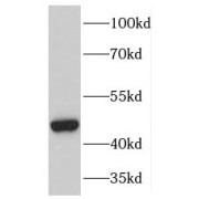 WB analysis of HEK-293 cells, using JNK antibody (1/1000 dilution).