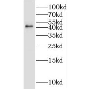 WB analysis of MCF7 cells, using JunB antibody (1/500 dilution).