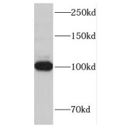 WB analysis of HeLa cells, using KAP1 antibody (1/3000 dilution).